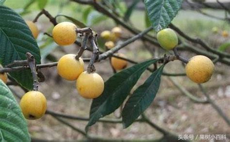 枇杷樹種植|枇杷樹種植方法 水肥管理 修剪方法